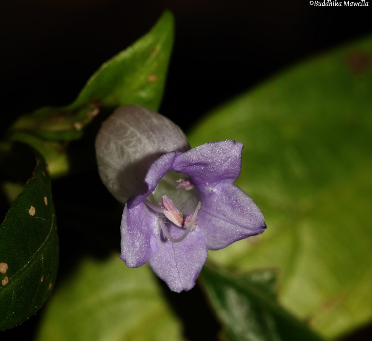 Strobilanthes adenophora Nees